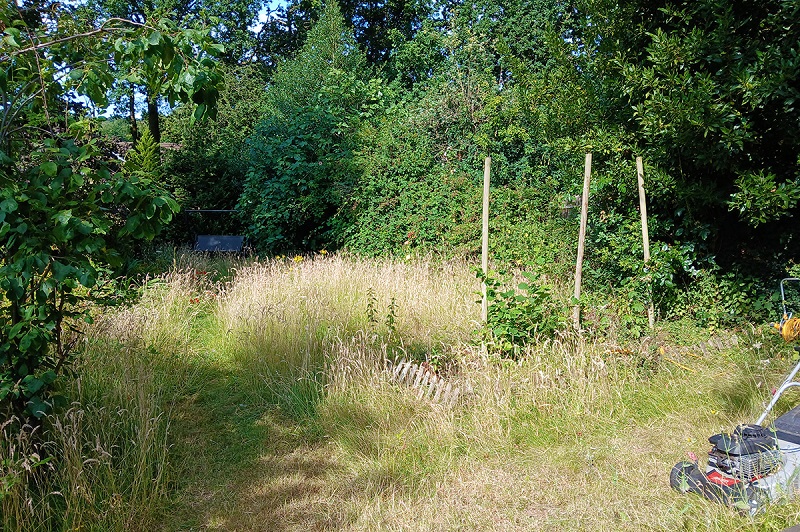 uncut grass back garden